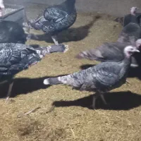 بو قلمون نرو ماده|حیوانات مزرعه|کنگاور, |دیوار