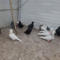 کبوتر|پرنده|سرپل ذهاب, |دیوار