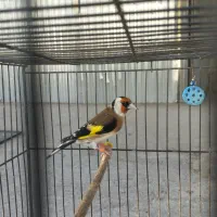 سهره رسمی مست به شرط|پرنده|بجنورد, |دیوار