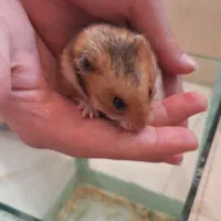 همستر|موش و خرگوش|اندیشه, اندیشه فاز ۲|دیوار