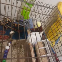 مرغ|پرنده|خمیر, |دیوار