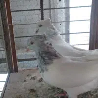 قیمت مناسب طوقی.کله الماسی