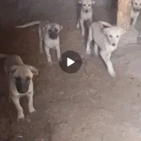 توله سرابی اصل کفتر کبوتر
