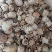 فروش ی تن هفتصد کیلو موسیر کوهی در شهر الیگودرز