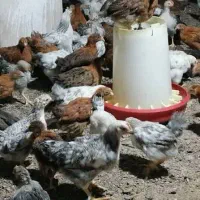 جوجه گلپایگانی ۴۰ روزه