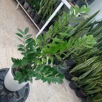 زاموفیلیا سوپر بلک بنسای