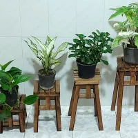 گلدان و پایه و گل آپارتمانی