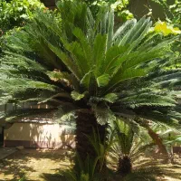 فروش تک واحدی ویلایی حیاط دار ۲۰۰متری در دخانیات