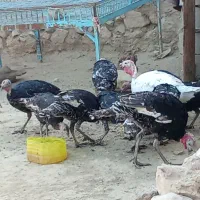 10عدد بوقلمون نر و ماده سالم دونی 1ملیون