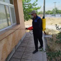 سمپاشی موریانه در یزد