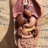 خدمات ماساژ و رفع گرفتگی کمر و گردن