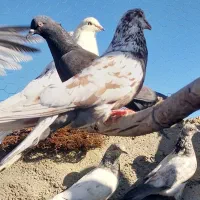 چندتا‌کبوترناجلد