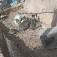 خرگوش در شهرستان شوط|موش و خرگوش|شوط, |دیوار