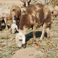 بره ماده و بره قوچ