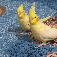 جوجه لوتینو