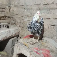 حیوانات مزرعه