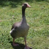 غاز محلی اماده به طبخ|حیوانات مزرعه|تهران, ظفر|دیوار