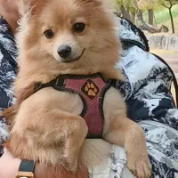 واگذاری سگ پامرین روباهی رایگان|سگ|خرمآباد, |دیوار