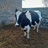 گاو آبستن|حیوانات مزرعه|تربت جام, میان جام|دیوار