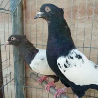 جفت طوقی هفترنگ همراه باتخم|پرنده|مشهد, عبادی|دیوار