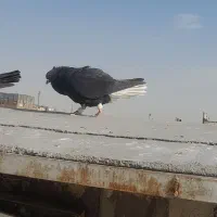 ابلغ رنگی دمسیاه|پرنده|مشهد, آبکوه|دیوار