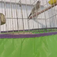 سهره وقناری|پرنده|رفسنجان, |دیوار