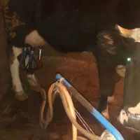 شیرگاو پر چرب محلی