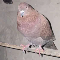 ایرانی پرشی