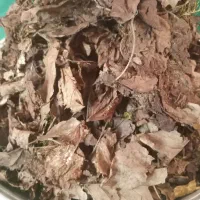 برگ خشک جنگلی ارگانیک و بدون ضایعات