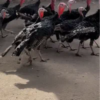 بوقلمون