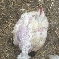 جوجه گوشتی ۲ الی ۲.۵ کیلویی