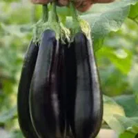 بادمجان