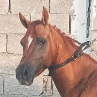 فروش عرب مصری