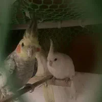 عروس هلندی|پرنده|میناب, |دیوار