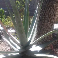 گل الوئه ورا90