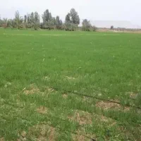 زمین-باغی