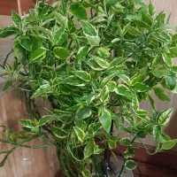 گل پدیلانتوس ابلق طبیعی|گل و گیاه طبیعی|بانه, |دیوار