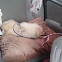 گمشده