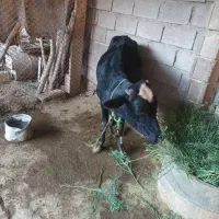 گوساله برای فروش دارم