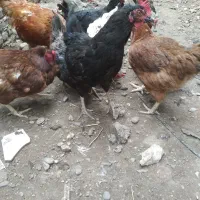 مرغ محلی|حیوانات مزرعه|نکا, |دیوار