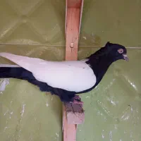 پرنده خوب|پرنده|شیراز, محراب|دیوار