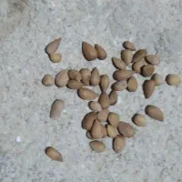 بادام کوهی