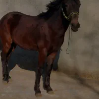 اسب نریان|اسب و تجهیزات اسب‌سواری|اسالم, |دیوار