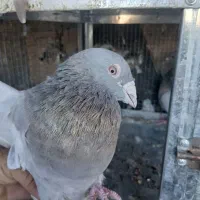 سوسنی|پرنده|شیراز, درکی|دیوار