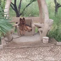 توله سگ ژرمن|سگ|گنبد کاووس, |دیوار