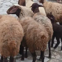 تعداد۸راس گوسفند بابره میش وبره جوان وشیره دار|حیوانات مزرعه|کرمانشاه, |دیوار