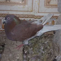 پرنده
