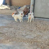 یه جفت سگ پاپی|سگ|فلاورجان, |دیوار