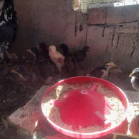 جوجه گلین
