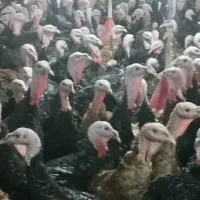 فروش تخم و جومه بوقلمون(برنز و بوربون)